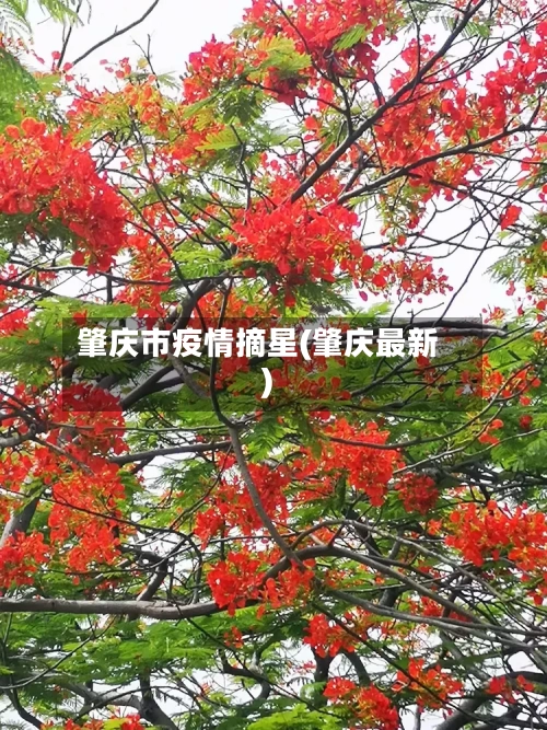 肇庆市疫情摘星(肇庆最新)