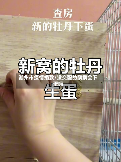 湖州市疫情捐款/没交配的鹦鹉会下蛋吗