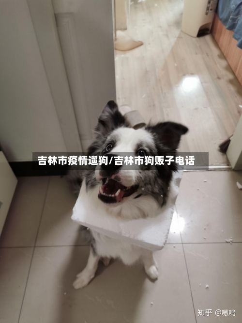 吉林市疫情遛狗/吉林市狗贩子电话