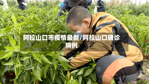 阿拉山口市疫情最新/阿拉山口确诊病例