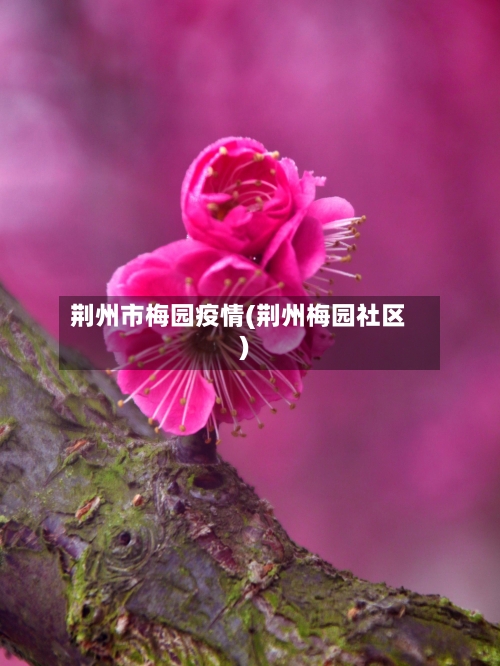 荆州市梅园疫情(荆州梅园社区)-第2张图片