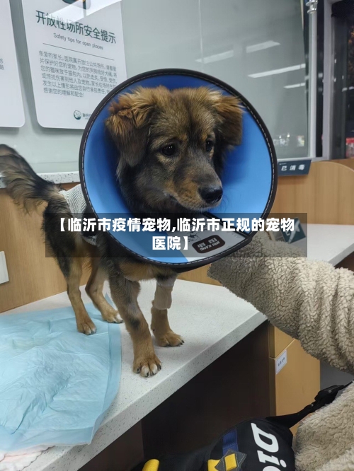 【临沂市疫情宠物,临沂市正规的宠物医院】