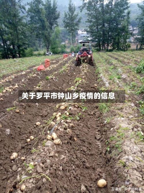 关于罗平市钟山乡疫情的信息