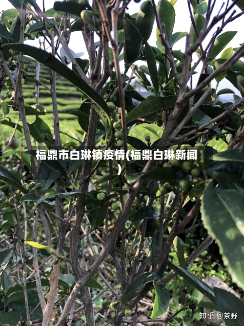 福鼎市白琳镇疫情(福鼎白琳新闻)-第3张图片