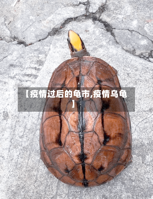 【疫情过后的龟市,疫情乌龟】-第2张图片