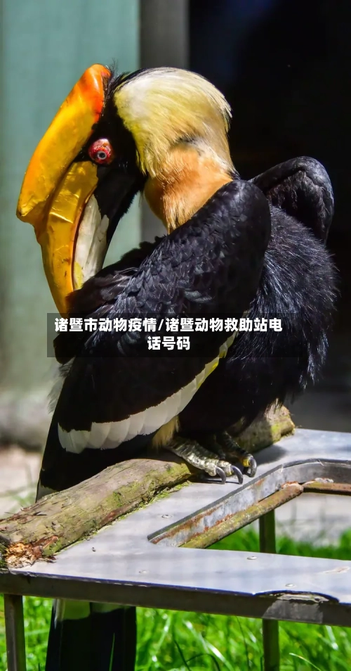 诸暨市动物疫情/诸暨动物救助站电话号码-第2张图片