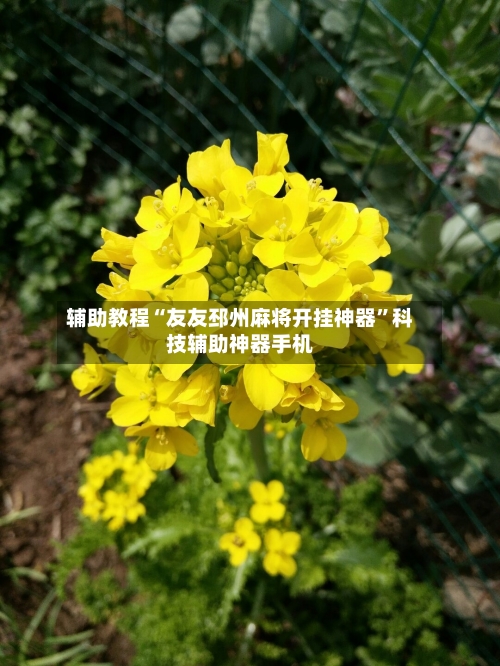 辅助教程“友友邳州麻将开挂神器”科技辅助神器手机-第2张图片