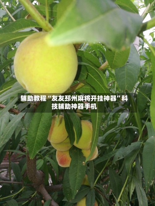 辅助教程“友友邳州麻将开挂神器	”科技辅助神器手机-第3张图片