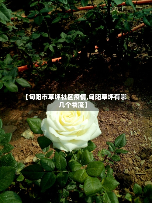 【旬阳市草坪社区疫情,旬阳草坪有哪几个物流】