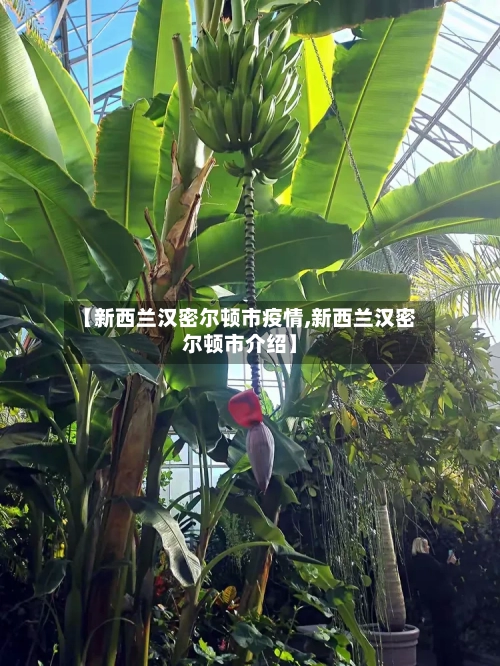 【新西兰汉密尔顿市疫情,新西兰汉密尔顿市介绍】-第3张图片