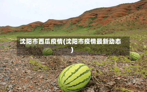 沈阳市西瓜疫情(沈阳市疫情最新动态)-第2张图片