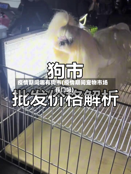 疫情期间哪有狗市(疫情期间宠物市场开门吗)