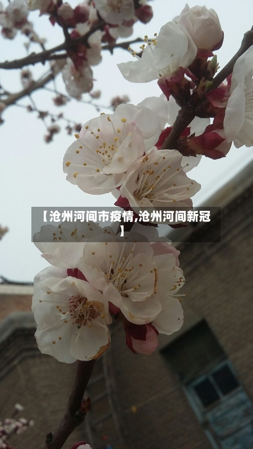 【沧州河间市疫情,沧州河间新冠】