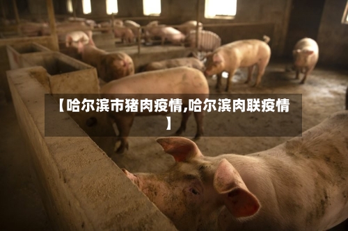 【哈尔滨市猪肉疫情,哈尔滨肉联疫情】