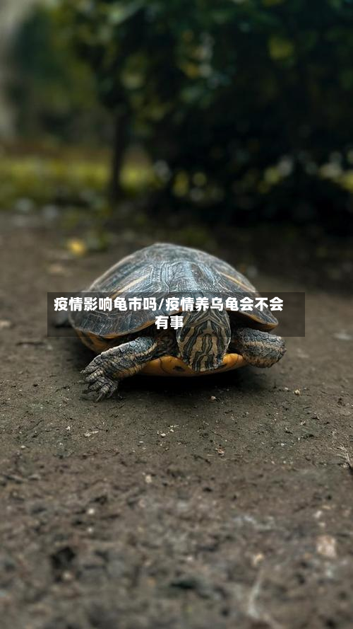疫情影响龟市吗/疫情养乌龟会不会有事